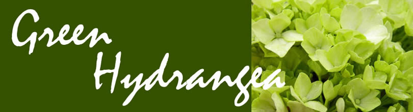 green hydrangea header